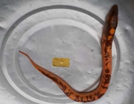 Kiên Giang: Bắt được con lươn vàng bông hoa quý hiếm