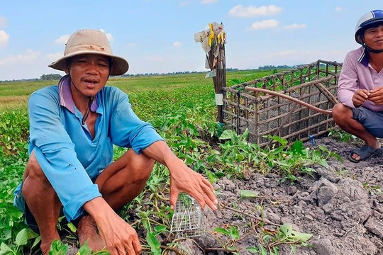 Đại dịch COVID-19 khiến nông dân Campuchia đổ xô đi bắt chuột bán sang Việt Nam
