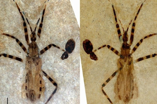 Phát hiện loài bọ sát thủ mới từ hóa thạch 50 triệu năm tuổi