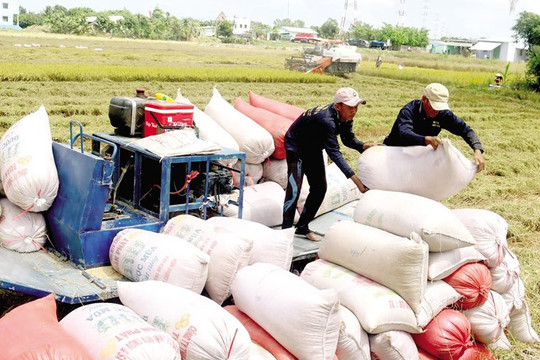 Báo Thái Lan kêu gọi học tập chiến lược sản xuất gạo của Việt Nam