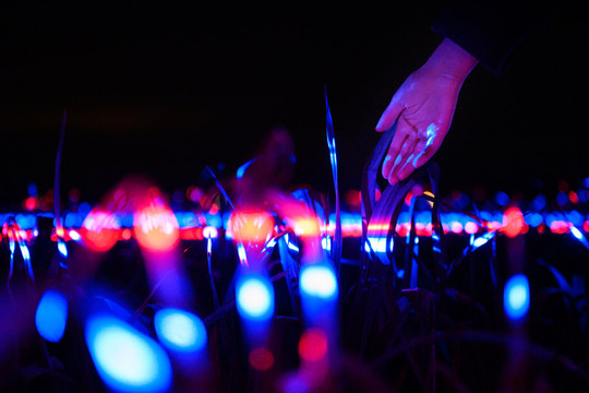 Đèn LED và tia cực tím biến cánh đồng thành tác phẩm nghệ thuật 