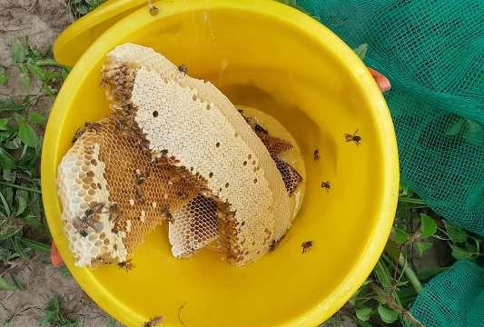 ‘Ăn ong’ gác kèo ở rừng U Minh Hạ