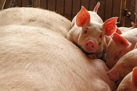 Bị bóp nghẹt mảng điện thoại, Huawei chuyển sang công nghệ nuôi lợn