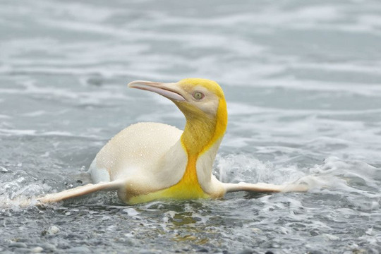 Phát hiện chim cánh cụt màu vàng hiếm có