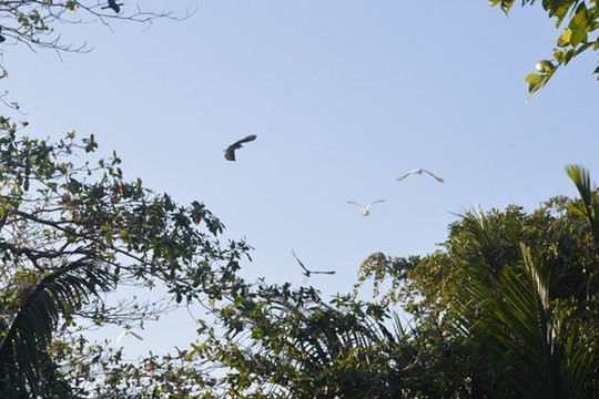 Vườn chim trời giữa vùng tôm - lúa ở Sóc Trăng