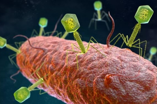 70.000 loại vi rút chưa từng biết đến được tìm thấy trong ruột người