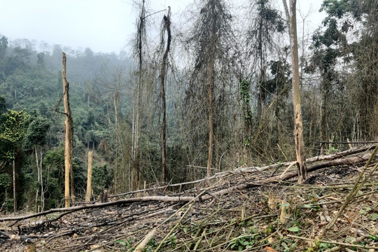 Kiểm lâm Hà Tĩnh đề nghị UBND tỉnh chỉ đạo xử lý vụ phá rừng tự nhiên mà Một Thế Giới phản ánh