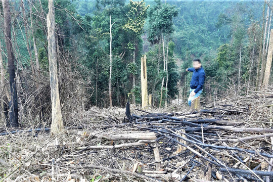 Phóng sự ảnh: Hàng trăm héc ta rừng tự nhiên ở Hà Tĩnh bị phá tan hoang