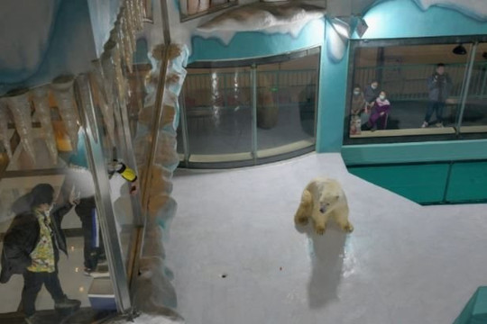 Khách sạn “Gấu Bắc Cực” ở Trung Quốc vừa mở cửa đã bị chỉ trích thậm tệ