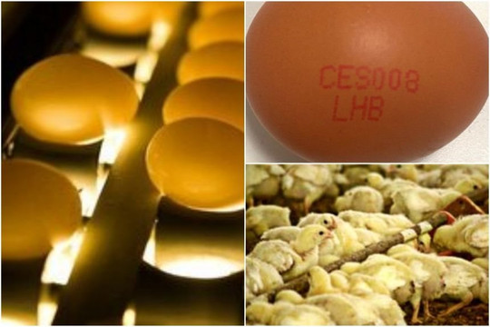 Thu hồi trứng từ Malaysia do nhiễm vi khuẩn Salmonella: Lý do không nên ăn trứng lòng đào