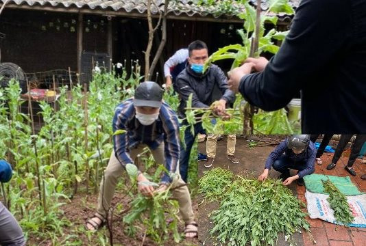 Hà Nội: Phát hiện 1 hộ dân trồng hơn 300 cây thuốc phiện để... "ngâm rượu"