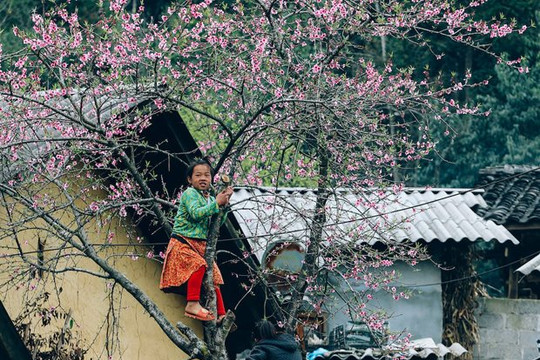 Những điểm đến ngắm mùa hoa đào nở ngay tại Việt Nam