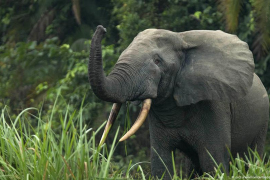 Voi châu Phi đối mặt với nguy cơ tuyệt chủng do nạn săn trộm