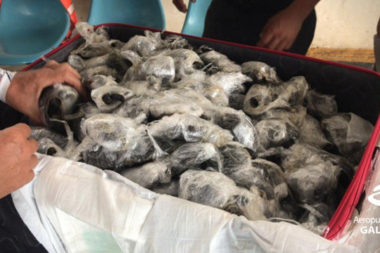 Giải cứu hàng trăm con rùa khổng lồ Galapagos bị nhét trong vali