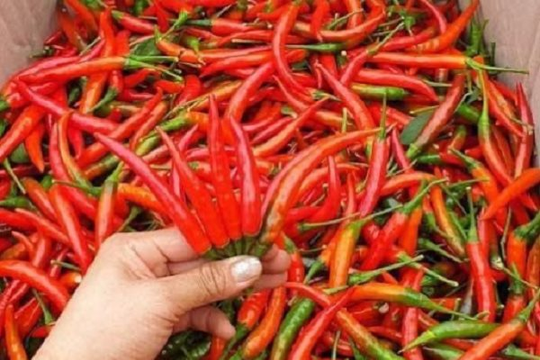 Thực hư việc Trung Quốc cấm mua ớt Việt Nam?