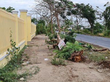 Sóc Trăng: Một phụ nữ thiệt mạng do cây ngã đổ