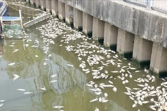 TP.HCM: Cá chết hàng loạt trên kênh Nhiêu Lộc sau trận mưa trái mùa