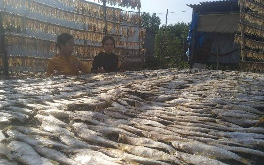 Cà Mau: Ngư dân trúng mùa cá lẹp vàng