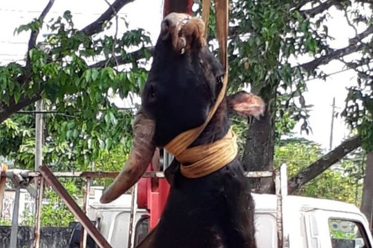 Bò tót rừng 700 kg chết trong khu bảo tồn ở Đồng Nai: Không phải lần đầu, số lượng vẫn tăng 