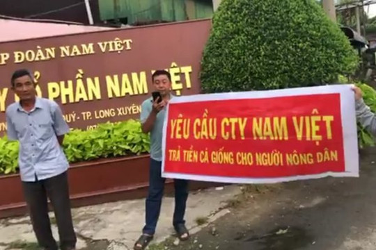 An Giang: Bị 6 hộ nuôi cá đòi nợ, Công ty CP Nam Việt trả lời không thiếu tiền ai