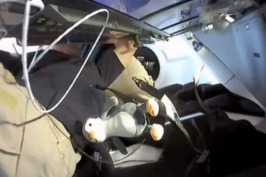 Bạn đồng hành đặc biệt của phi hành đoàn trên tàu SpaceX