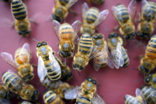 Các nhà khoa học huấn luyện ong để phát hiện COVID-19