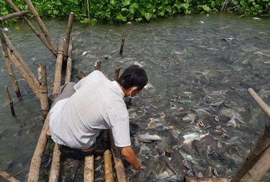 Kỳ lạ đàn cá hàng ngàn con kéo đến một bến nước của hộ dân chờ cho ăn