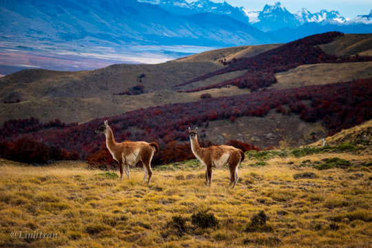 Nhật ký lữ hành Argentina - P.13: Patagonia kỳ vĩ đẹp như miền cổ tích