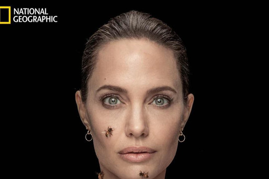 Angelina Jolie trong bộ ảnh bị ong bâu kín người, kêu gọi bảo tồn loài ong bản địa