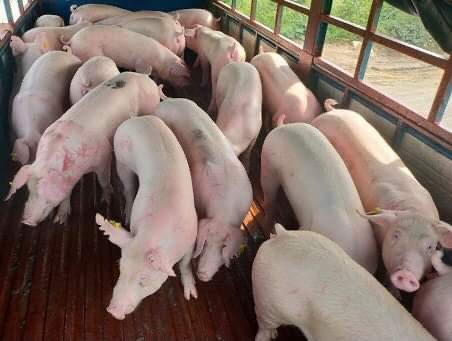 Lo dịch bệnh, Campuchia kêu gọi chặn nhập lợn trái phép từ Việt Nam