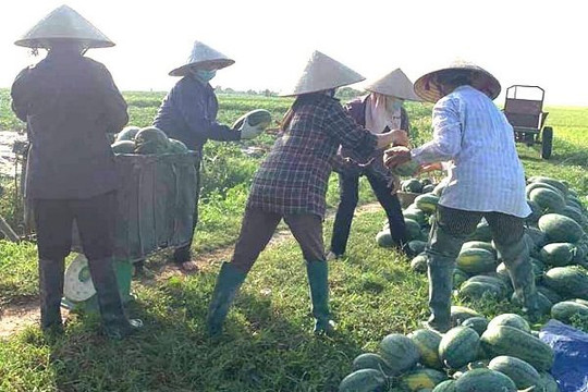 Tiêu thụ nông sản mùa dịch: Hà Nội không chỉ trợ giúp các tỉnh mà còn tự giúp chính mình