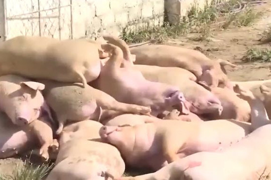 Dịch tả lợn châu Phi trở lại trong mùa COVID-19, gây thiệt hại hàng chục ngàn tỉ đồng