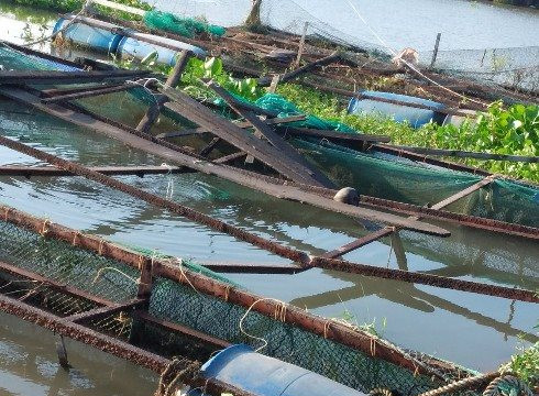 Tiền Giang: Sà lan 500 tấn tông trúng bè cá, gần chục tấn cá thoát ra sông Tiền