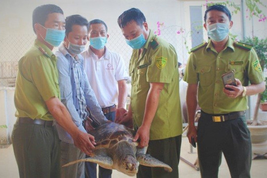 Nghệ An: Người dân mua rùa quý hiếm nặng hơn 30kg thả trả về biển