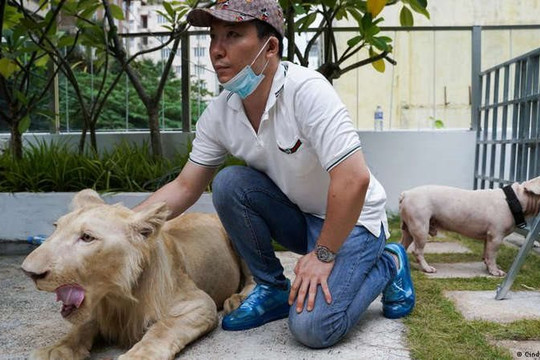 Thủ tướng Campuchia can thiệp, sư tử được đưa trở lại… nhà dân