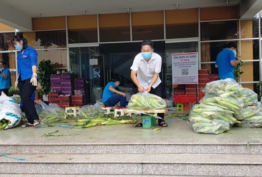 An Giang: Lực lượng áo xanh giải cứu 35 tấn bắp trái cho nông dân ảnh hưởng dịch COVID-19