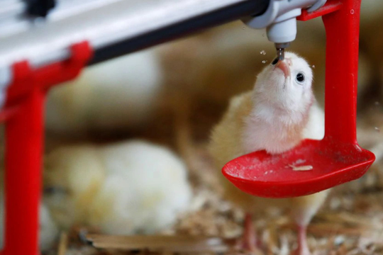Pháp sẽ cấm tiêu hủy gà trống con từ năm 2022