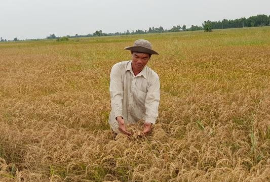Sử dụng ‘Hệ sinh thái nông nghiệp’ để tháo gỡ tiêu thụ lúa