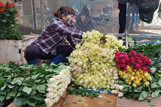100 triệu cành hoa ở Lâm Đồng tìm đường ra thị trường