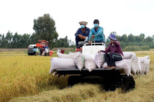 Ngân hàng tính cho ngành lúa gạo vay tiền không cần tài sản đảm bảo