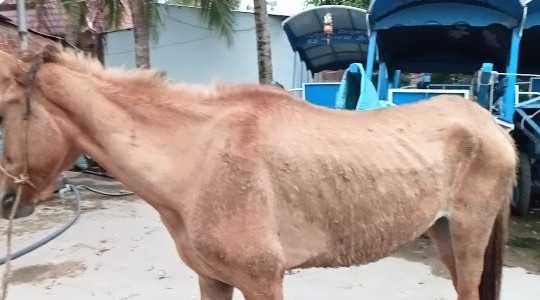 Tiền Giang: Đàn ngựa phục vụ du lịch đói cỏ do ở trong khu phong tỏa