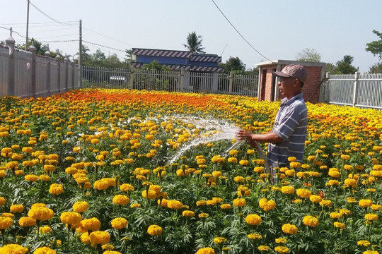 Bến Tre khuyến cáo nông dân giảm 2,5 triệu sản phẩm hoa Tết