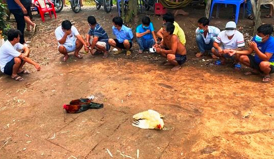 An Giang:  Tạm giữ 10 người đá gà ăn tiền trong lúc giãn cách xã hội  