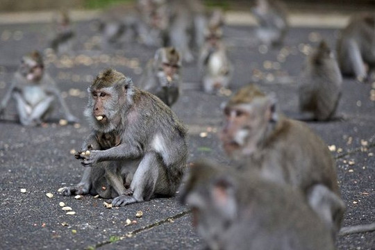 Vắng khách du lịch, khỉ ‘đại náo’ đảo Bali