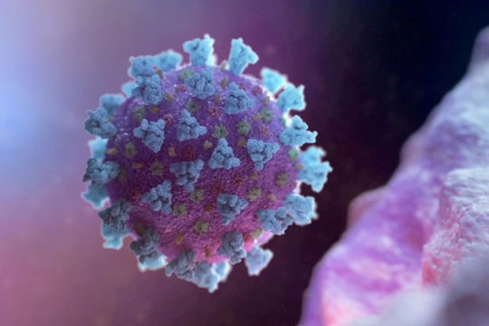 Hàng nghìn người nhiễm bệnh từ động vật mang coronavirus có thể gây bùng phát đại dịch như COVID-19 