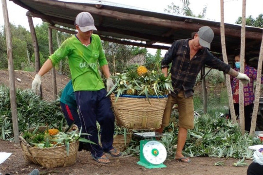 Vĩnh Long, Tiền Giang: Một số nông sản bắt đầu tăng giá