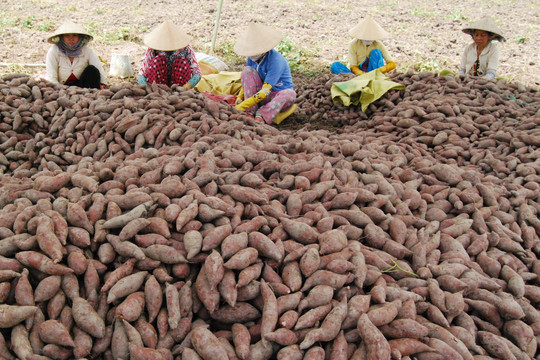 Vĩnh Long: Vùng trồng khoai lang xuất khẩu Bình Tân giảm 5.000 ha
