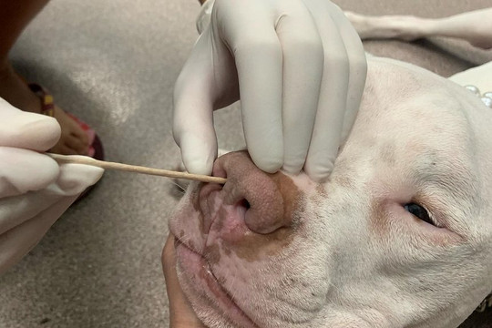 Chó cũng được xét nghiệm để chữa trị khi nhiễm coronavirus 