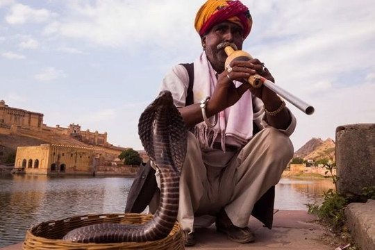 Rộ hình thức ám sát người bằng rắn độc tại Ấn Độ