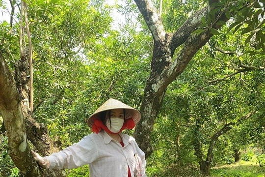 Tiền Giang: Nhiều nhà vườn bội thu trái sầu riêng, lãi lớn
